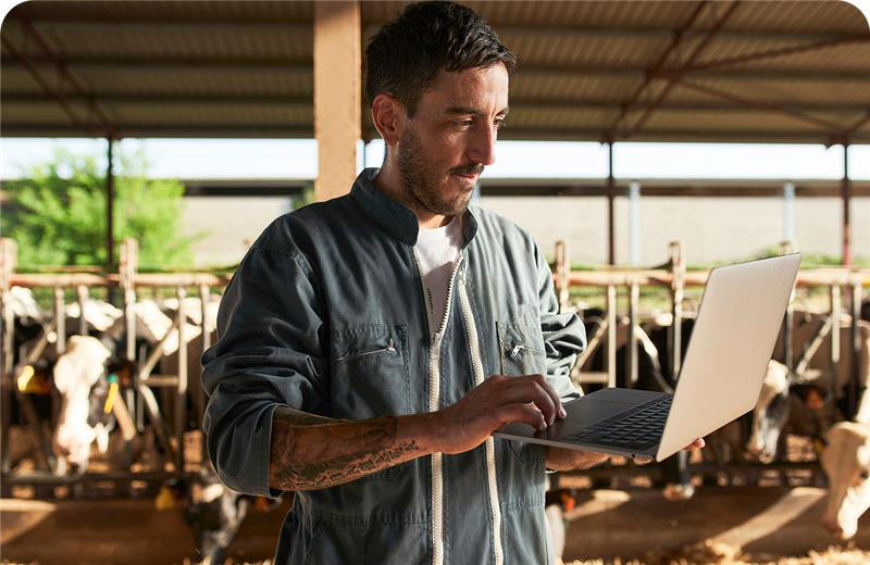 Man browsing on a laptop while standing in a barn with cows in the background.